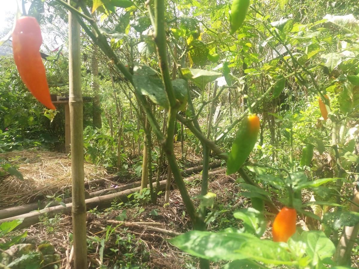 Chalets Huitaca 乔阿奇 外观 照片